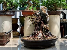 Giao lưu lấy lộc đầu xuân cây si búp hồng già bám đá