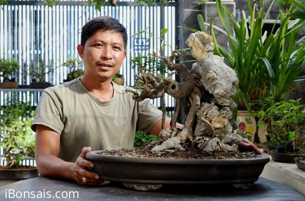 Giao lưu lấy lộc đầu xuân cây si búp hồng già bám đá