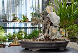 Giao lưu lấy lộc đầu xuân cây si búp hồng già bám đá