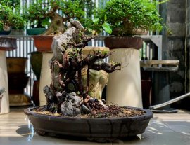 Giao lưu lấy lộc đầu xuân cây si búp hồng già bám đá