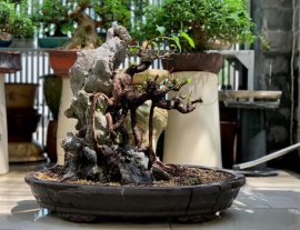 Giao lưu lấy lộc đầu xuân cây si búp hồng già bám đá