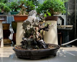 Giao lưu lấy lộc đầu xuân cây si búp hồng già bám đá