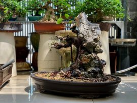 Giao lưu lấy lộc đầu xuân cây si búp hồng già bám đá