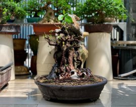 Giao lưu lấy lộc đầu xuân cây si búp hồng già bám đá