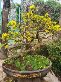 Mai rin 5 cánh thông ngọn