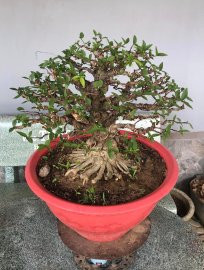 Mct lá lớn cốt cành đùi to đế đẹp gl ae