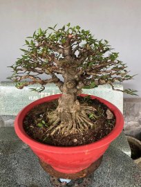Mct lá lớn cốt cành đùi to đế đẹp gl ae