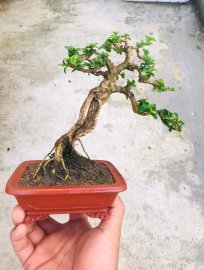 400k kô chậu