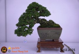 Một số tác phẩm tại hội thi festival sadec (P1)