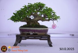 Một số tác phẩm tại hội thi festival sadec (P4) 