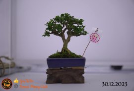 Một số tác phẩm tại hội thi festival sadec (P4) 
