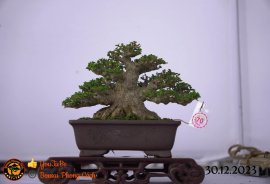 Một số tác phẩm tại hội thi festival sadec (P5) 