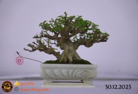 Một số tác phẩm tại hội thi festival sadec (P5) 