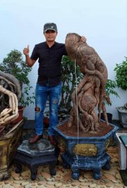 Cây mua từ triệu đô…