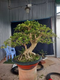 Nguyệt quế