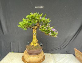 Linh sam 86 được cái hoa nhìu