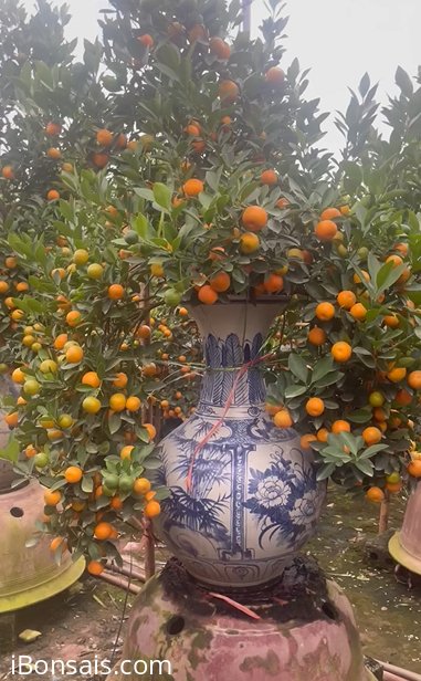 Quất bonsai nghệ thuật trong bình gốm