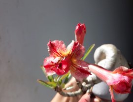 Em Hoa Sứ Thái...