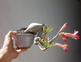 Em Hoa Sứ Thái...