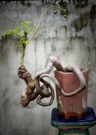 Cây cóc chua dáng huyền đẹp rất siêng trái
