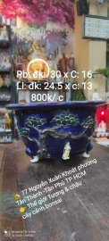 Thế giới Tượng &amp; chậu - cây cảnh bonsai