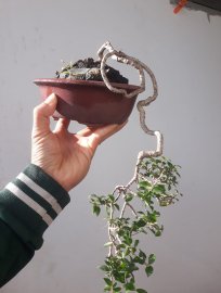 Hồng Ngọc Mai đổ treo...