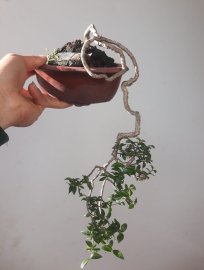 Hồng Ngọc Mai đổ treo...