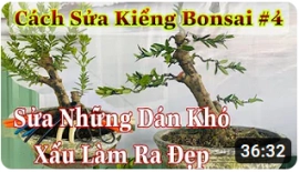 Cách sửa kiểng bonsai #4