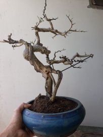 Em là Trắc Dây...