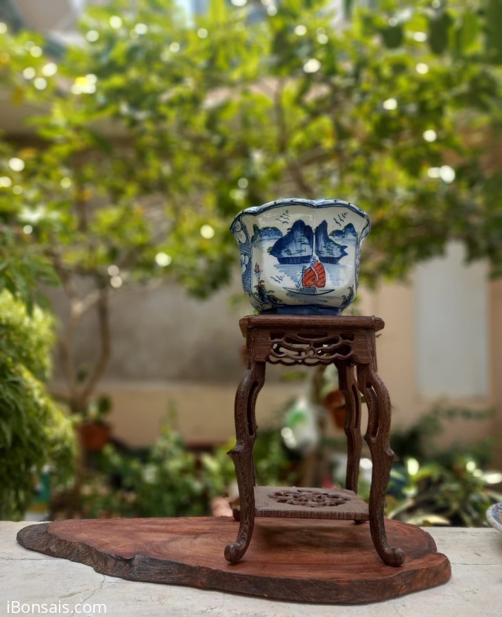 Chậu 400k