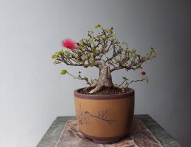 Em Điệp Lào khoe xương...