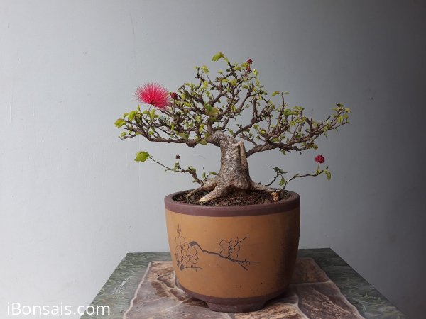 Em Điệp Lào khoe xương...