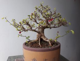 Em Điệp Lào khoe xương...