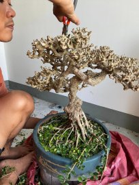 Lặt lá cho e sam hoa quá già