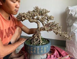 Lặt lá cho e sam hoa quá già