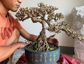 Lặt lá cho e sam hoa quá già