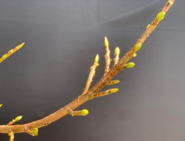 Cả nhà đã chuẩn bị TẾT đến đâu rồi ạ