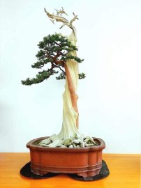 Thuốc lũa Lime Sunfur nhật bản