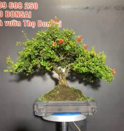 Sale Hải châu  Sam núi trái