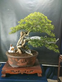 Bonsai lũa đẹp giá mềm, mời các anh chị vào xem live nhé!