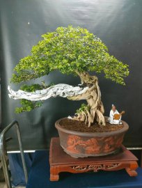 Bonsai lũa đẹp giá mềm, mời các anh chị vào xem live nhé!