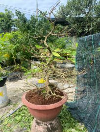 Giảo thơm, cây full nụ gl ae