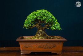 Sung Và Thủy mời các bác ạ