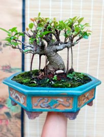 Hãy chơi theo cách của bạn