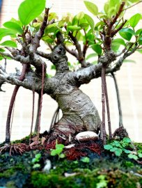 Hãy chơi theo cách của bạn