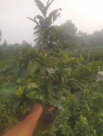 Lô đẹp giá rẻ chơi Tết ủng hộ thằng e