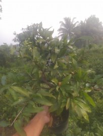 Lô đẹp giá rẻ chơi Tết ủng hộ thằng e