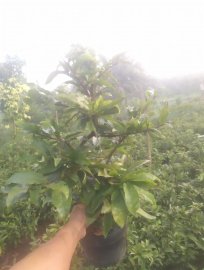 Lô đẹp giá rẻ chơi Tết ủng hộ thằng e