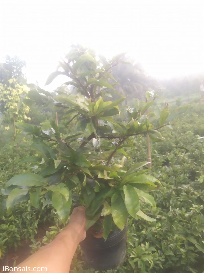 Lô đẹp giá rẻ chơi Tết ủng hộ thằng e