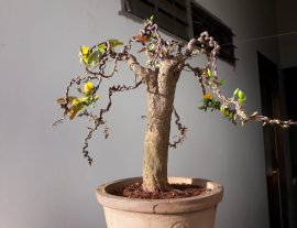 Mai Xoắn đón Xuân sớm...